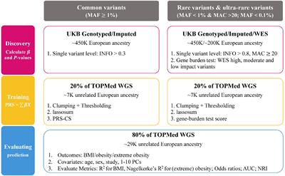 The Value of Rare Genetic Variation in the Prediction of Common Obesity in European Ancestry Populations